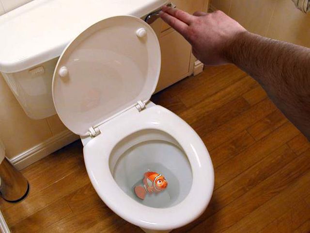 alla-ricerca-di-nemo
