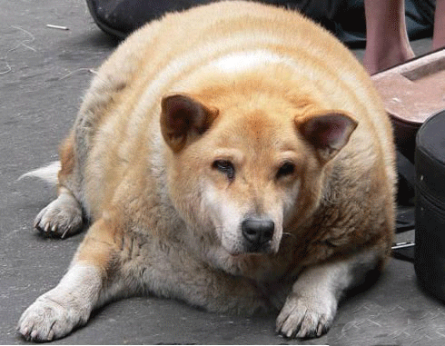 cane