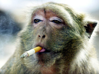 A MONKEY SMOKES A CIGARETTE IN KANCHANABURI