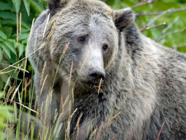 003-orso-grigio