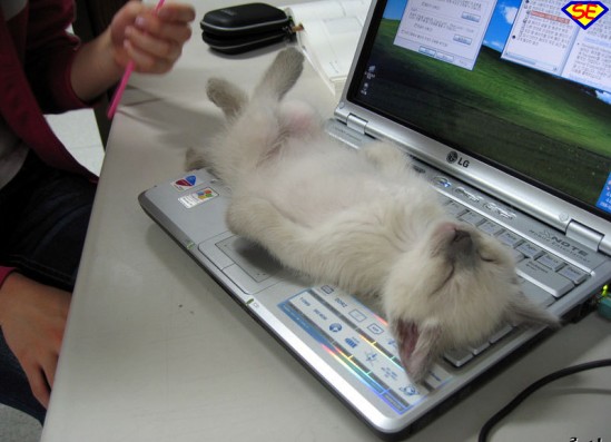gatto_rompiscatole