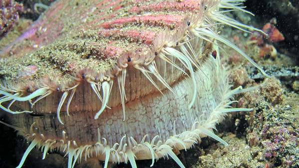 mare__scienza_e_molluschi_contro_l___inquinamento_520