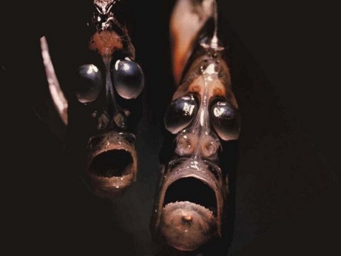 pesci-bizzarri-480x360
