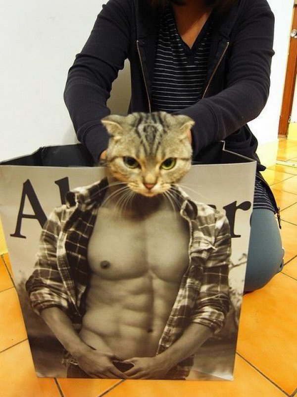 083da42612e32523c6f280c01284e3c5-cat-completes-body-on-abercrombie-fitch-bag
