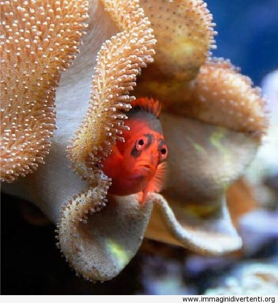 il-pesce-si-nasconde