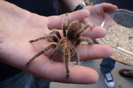ARACNOFOBIA-PAURA-RAGNI