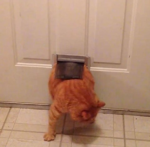 gatto-grasso-porta-dieta