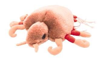 MICROBI-PUBE-PI_7979