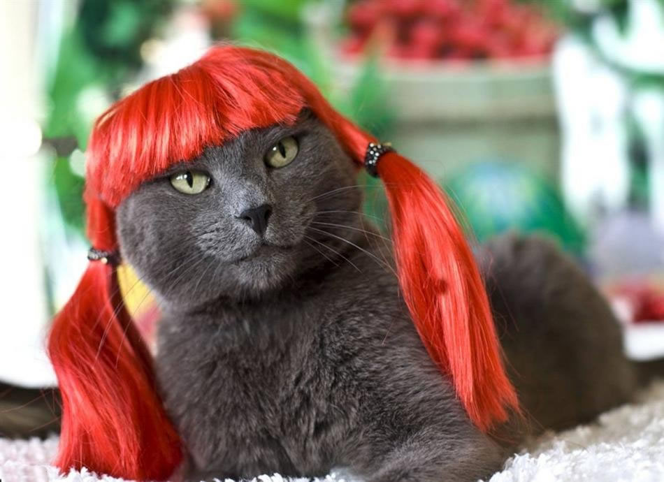cat-glamour-05